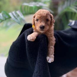 GOLDEN SWEET YELLOW GIRL - Apricot female Poodle puppy in Porter, Texas from KD's Luxury Nursery
