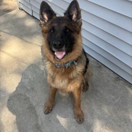 Ocean🩵🌊 - German Shepherd