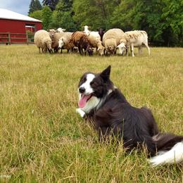English Shepherd All Grown Up from Shepherd's Way