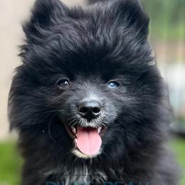 "Sabrina" Duncan - Black Pomsky puppy in Littleton, Colorado from Pikes Peak Pomskies