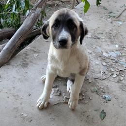 Girl 4 - Fawn female Anatolian Pyrenees puppy in Marysville, Ohio from Brotherton Family Farms