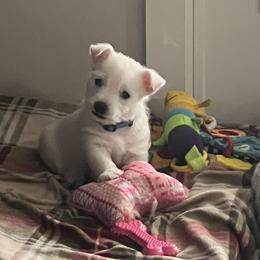 Blue - White male West Highland White Terrier puppy in Kuna, Idaho from Treasure Valley Idaho Westies