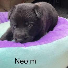 Dachshund and German Shepherd Puppies from Illyria Dox & GSD