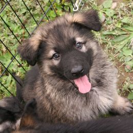Shiloh Shepherd Puppies from Solace Shilohs