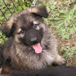 Shiloh Shepherd Puppies from Solace Shilohs