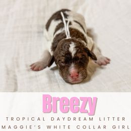 Boy 3 - male Newfoundland puppy in Alto, Georgia from KelleyDoodles