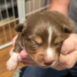 Mateo - Red tri male Toy Australian Shepherd puppy in Windom, Texas from Wild Farm Puppies