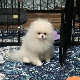 Harmony - Pomeranian
