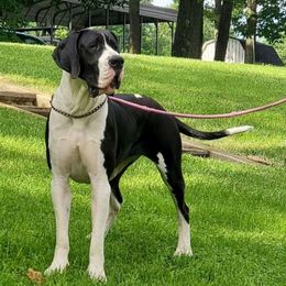Zella - Great Dane