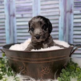 Platinum - Blue male Australian Labradoodle puppy in Brush Prairie, Washington from Fancy Pants Labradoodles