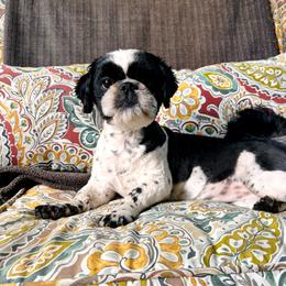 Winnie - Shih Tzu
