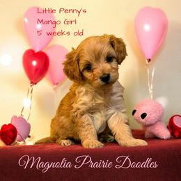 Little Penny's Mango Girl - Blenheim female Cavapoo puppy in Lavon, Texas from Magnolia Prairie Doodles