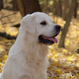 Dasker - Golden Retriever
