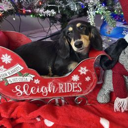 Raven - Black and cream female Dachshund puppy in Menifee, California from TeenieWeenieDoxies