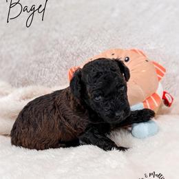 Bagel - Sable male Poodle puppy in Kula, Hawaii from Toy Poodle & Maltipoo Maui