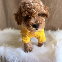 Charlie - Apricot male Poodle puppy in Apex, North Carolina from Happy puppies