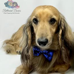 Elvis  - Dachshund