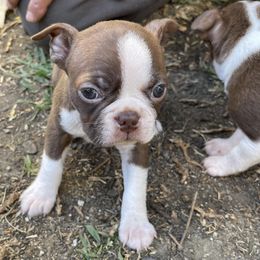 Boston Terrier and Rottweiler Puppies from Ronnie Dreher's Boston Terriers