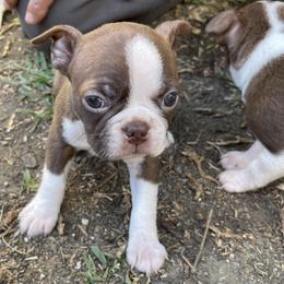 Boston Terrier and Rottweiler Puppies from Ronnie Dreher's Boston Terriers