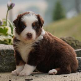 Lantern - Red tri-color female Australian Shepherd puppy in Glenville, Pennsylvania from Rolling Hills Australian Shepherds