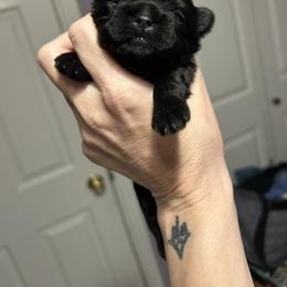 Solid black girl - Black female Shih Tzu puppy in Dallas, Texas from Almost Heaven Shih Tzu