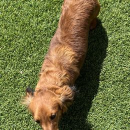 Dachshunds from Glamorous Doxies