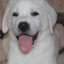 Champion Dad Trooper - Yellow male Labrador Retriever puppy in Spring Creek, Nevada from Badland Kennel
