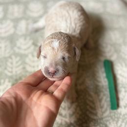 Biscuit - Cream male Goldendoodle puppy in Hamilton, Alabama from Sweet Doodles of Alabama