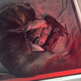 Girl 2 - Gray female Cane Corso puppy in Edgewater, Florida from Paradiso Cane Corso