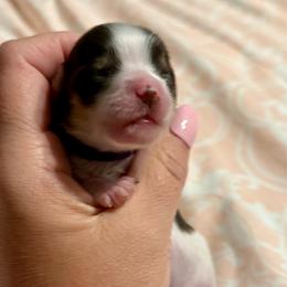 Faith - Chocolate, tan and white female Yorkshire Terrier puppy in Tangipahoa County, Louisiana from Riche’ Louisiana Yorkies