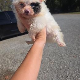 JJ - White male Pomeranian puppy in Chattanooga, Tennessee from Valley Poms