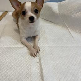 Jasper - Chihuahua