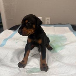 Boy 6 - Black and rust male Doberman Pinscher puppy in Elgin, Texas from New Horizons Kennels