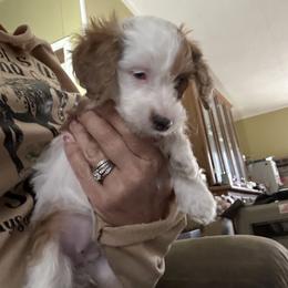 Trinket - Parti female Goldendoodle puppy in Waynesboro, Virginia from Forest Creek Kennel