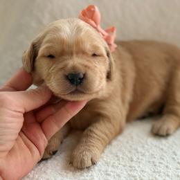 Aspen- pink collar - Golden female Golden Retriever puppy in Colorado Springs, Colorado from Mercy Mountain Bernedoodles