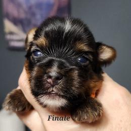 Finale - Black and tan male Yorkshire Terrier puppy in Ben Wheeler, Texas from Nana's Yorkie Crew
