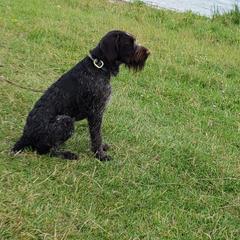 German Wirehaired Pointer Puppies from Backwoods Kennels