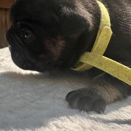 French Bulldog Puppies from Hope Mountain French Bulldogs