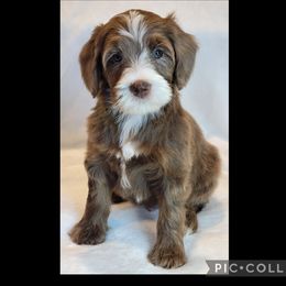 Elmer Fudd - Merle male Bernedoodle puppy in Roseburg, Oregon from Lookingglass Doodles
