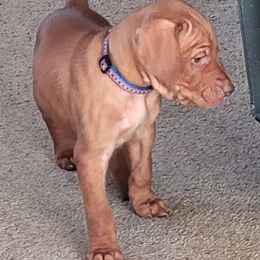 Vizsla Puppies from Laurie Kirwan