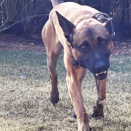 Australian Shepherd, Belgian Malinois, and Dutch Shepherd All Grown Up from Paws Laws k9
