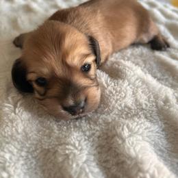 Boy 1 - Chocolate and cream male Dachshund puppy in Pueblo, Colorado from Nikas Baby Beanz LH Dachshunds
