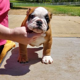 Bulldog and French Bulldog Puppies from Impressive Bulldogs and French Bulldogs