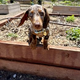 Dachshund Puppies from Harrison Farm