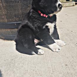 Siberian Husky Puppies from Moonlight Siberian Huskies