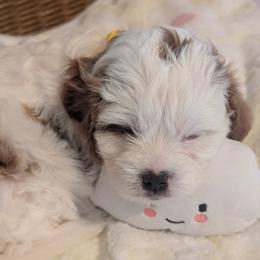 Yellow 'Sunny' - Blenheim female Cavapoo puppy in Newport, North Carolina from Crystal Coast Cavapoodles