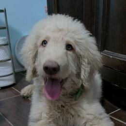Thriller - Apricot male Labradoodle puppy in Lansing, North Carolina from Murphy Manor Mountain Doodles