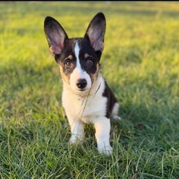 Orange - Black and tan female Pembroke Welsh Corgi puppy in Baker, Florida from CWJ Kennels