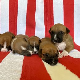 Boy 2 - American Staffordshire Terrier puppy in North Carolina from Kaye-Nyne Kennels