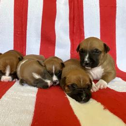 Boy 2 - American Staffordshire Terrier puppy in North Carolina from Kaye-Nyne Kennels